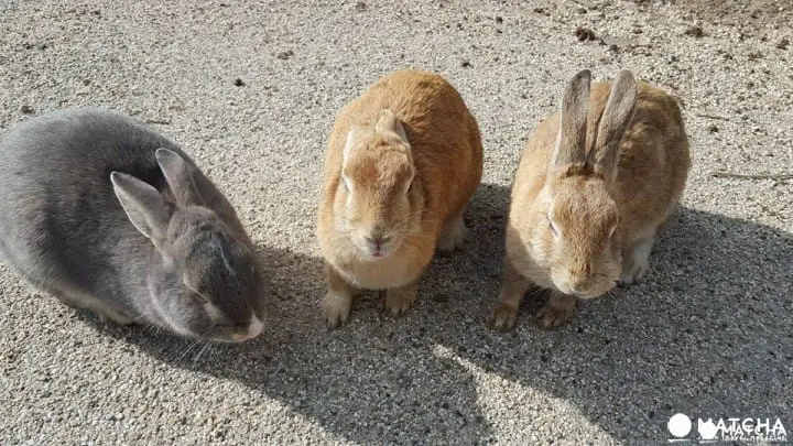 廣島-想被萌萌的兔子們包圍嗎?千萬別錯過了「大久野島」