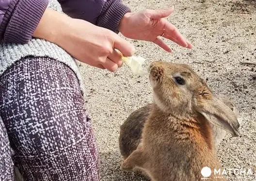 廣島-想被萌萌的兔子們包圍嗎?千萬別錯過了「大久野島」