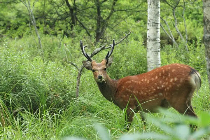 日光汤元温泉への行き方、効能やとオススメの日帰り温泉と旅馆まとめ