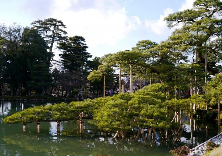 hokuriku cherry blosoms