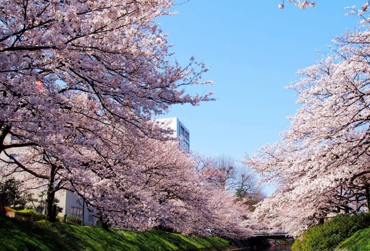 Matsukawa Park