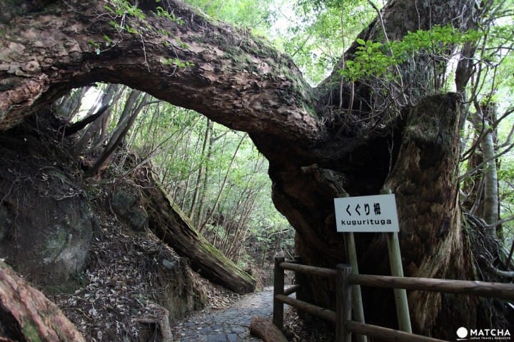 绳文杉 屋久杉园 夕日之丘展望台等 屋久岛观光必去景点10选 Matcha 日本旅游网络杂志