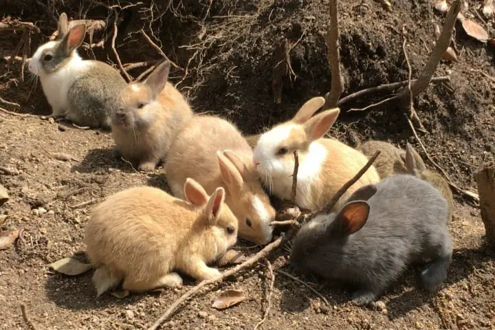【廣島】想被萌萌力量治癒嗎？千萬別錯過了兔子蹦蹦跳的「大久野島」