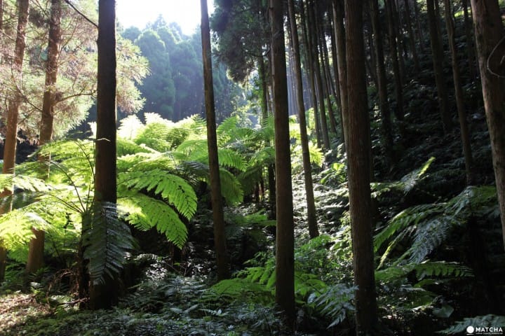 種子島