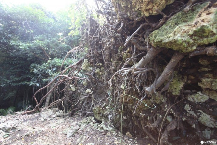 沖永良部島