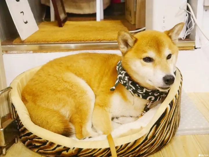 『谷中銀座』店狗柴柴陪你挑選日製手作伴手禮！東京kitsch