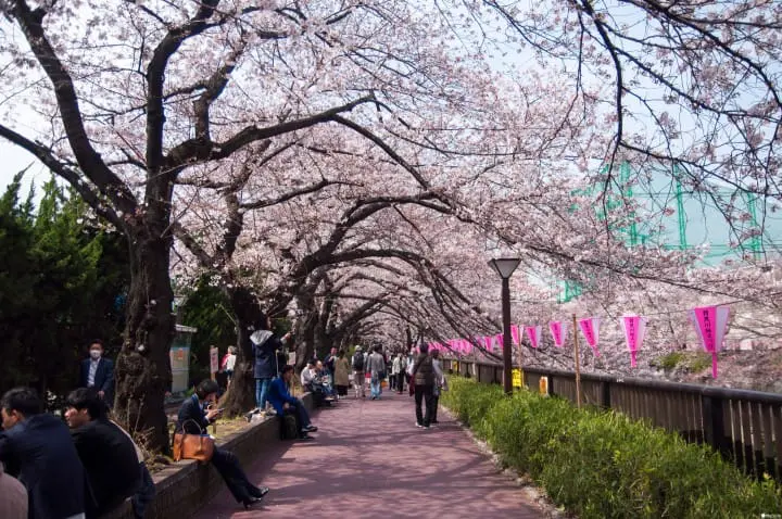 东京赏樱红爆热点：目黑川