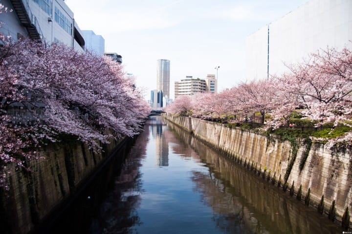 東京賞櫻紅爆熱點:目黑川