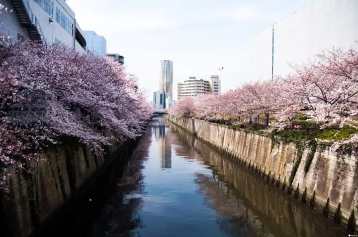 东京赏樱红爆热点：目黑川