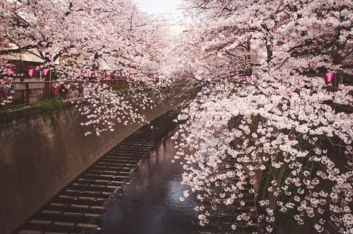 东京赏樱红爆热点：目黑川