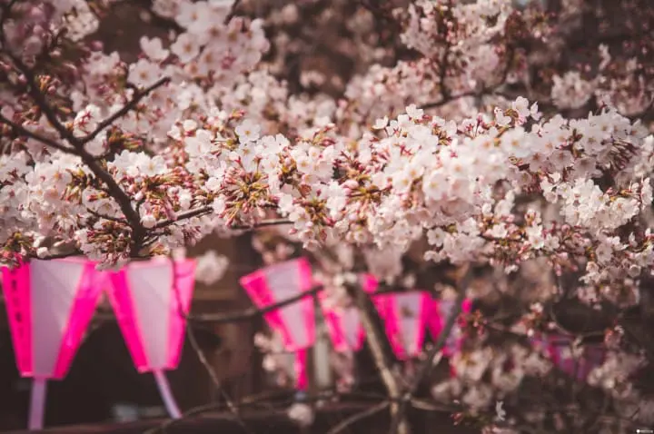 东京赏樱红爆热点：目黑川