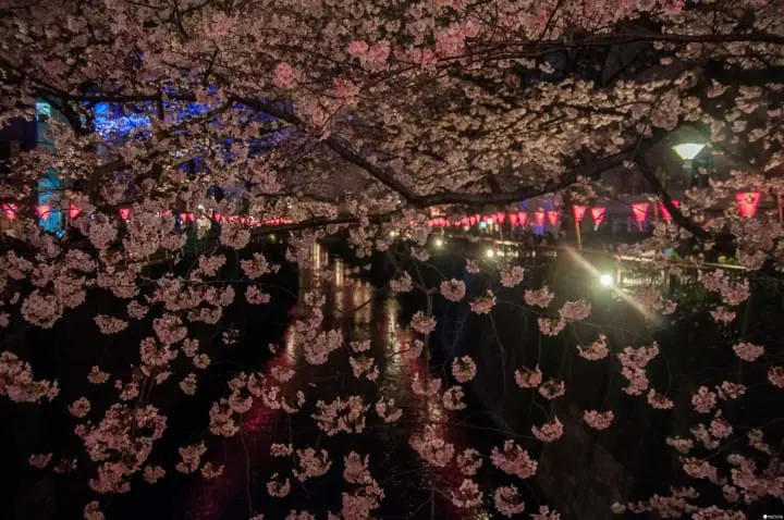 东京赏樱红爆热点：目黑川