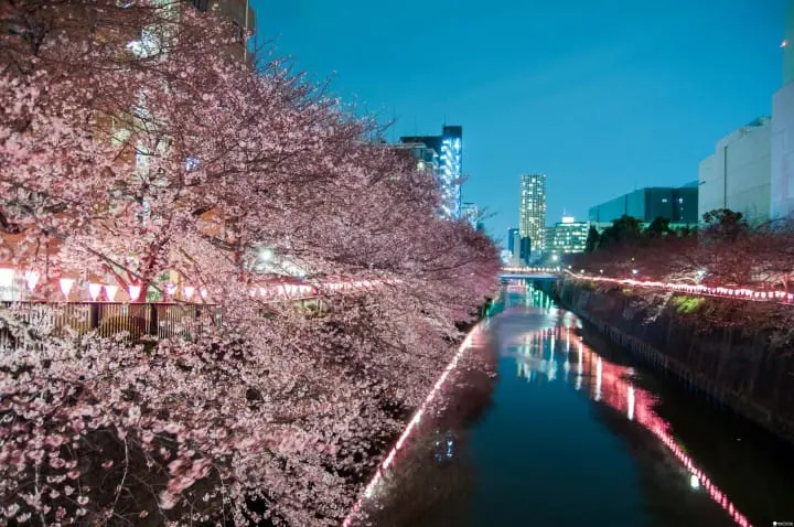 东京赏樱红爆热点：目黑川