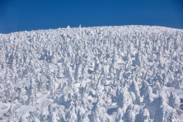 【東北山形】滑雪、溫泉、樹冰一次滿足!山形藏王溫泉