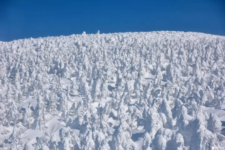 【东北山形】滑雪、温泉、树冰一次满足！山形藏王温泉
