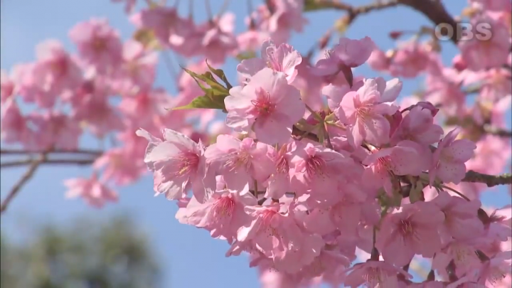 Taman Untuk Menikmati Sakura Tokyo Osaka Kyoto