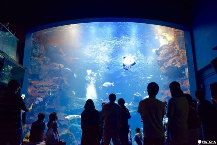 Kyoto Aquarium, Tempat Wisata Penuh Daya Tarik di Kyoto!