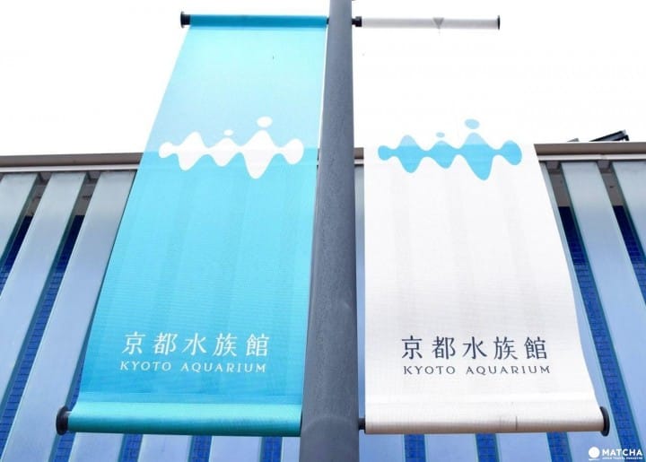 Kyoto Aquarium, Tempat Wisata Penuh Daya Tarik di Kyoto!