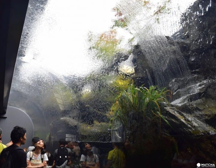 Kyoto Aquarium, Tempat Wisata Penuh Daya Tarik di Kyoto!