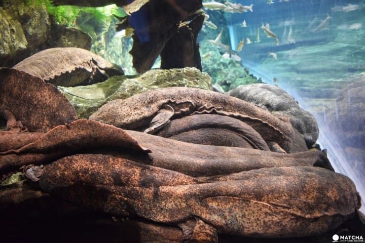 Kyoto Aquarium, Tempat Wisata Penuh Daya Tarik di Kyoto!