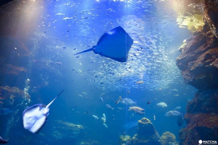 Kyoto Aquarium, Tempat Wisata Penuh Daya Tarik di Kyoto!