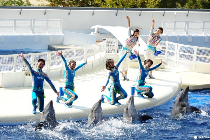 Kyoto Aquarium, Tempat Wisata Penuh Daya Tarik di Kyoto!