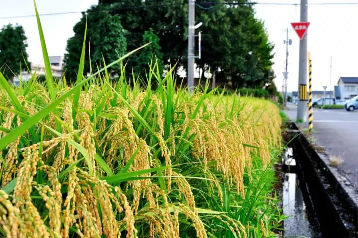 A Taste of Japan - Tsukudani