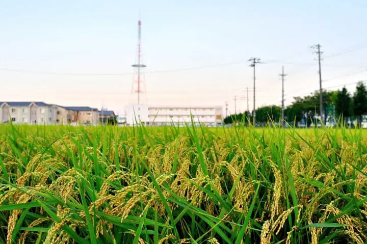 A Taste of Japan - Tsukudani