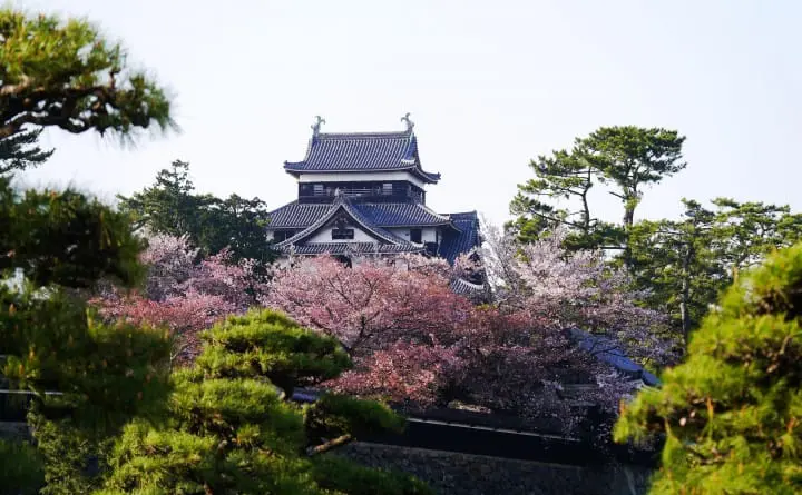 【日本中國】島根、鳥取、岡山、廣島、山口　賞櫻五大名所