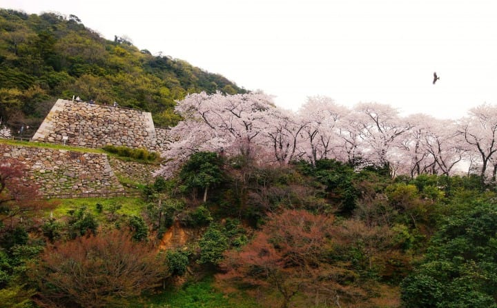 【日本中國】島根、鳥取、岡山、廣島、山口 賞櫻五大名所