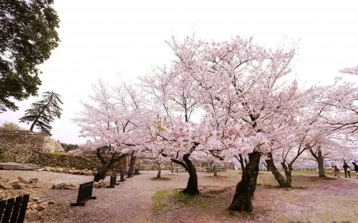 【日本中國】島根、鳥取、岡山、廣島、山口　賞櫻五大名所
