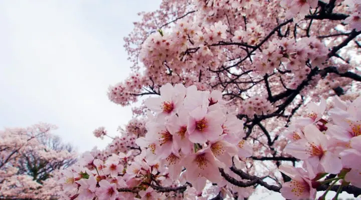 【日本中國】島根、鳥取、岡山、廣島、山口　賞櫻五大名所