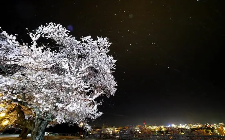 【日本中國】島根、鳥取、岡山、廣島、山口　賞櫻五大名所