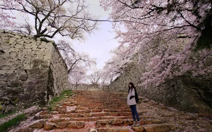 【日本中國】島根、鳥取、岡山、廣島、山口　賞櫻五大名所