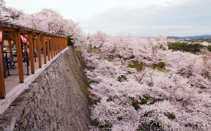 【日本中國】島根、鳥取、岡山、廣島、山口　賞櫻五大名所