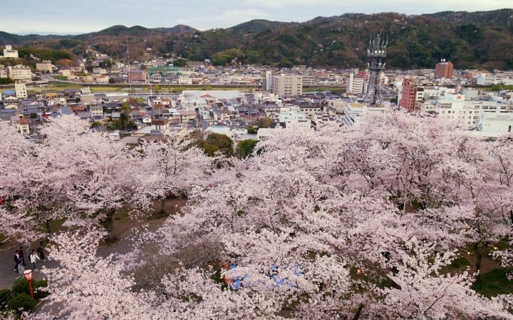 【日本中國】島根、鳥取、岡山、廣島、山口 賞櫻五大名所