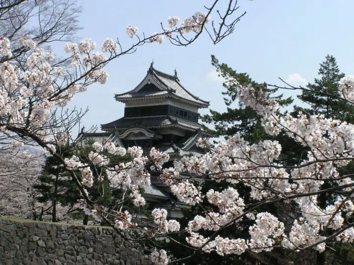 【長野賞櫻】國寶松本城賞櫻漫步城下町