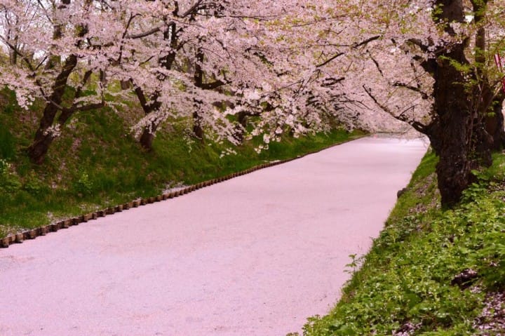 弘前城　櫻花地毯