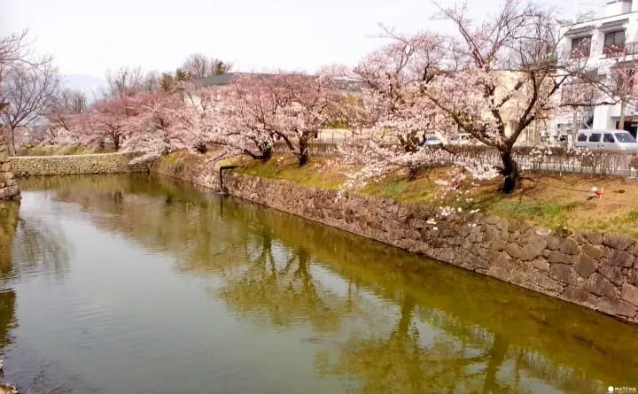 【长野】国宝松本城赏樱漫步城下町
