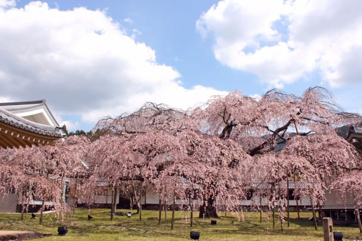醍醐寺