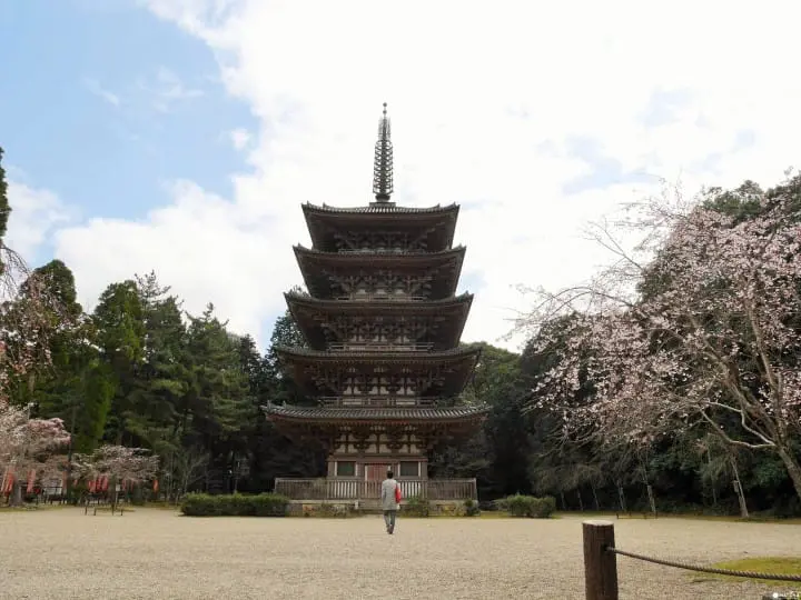 【京都賞櫻】豐臣秀吉的華麗謝幕，醍醐花見之「醍醐寺」