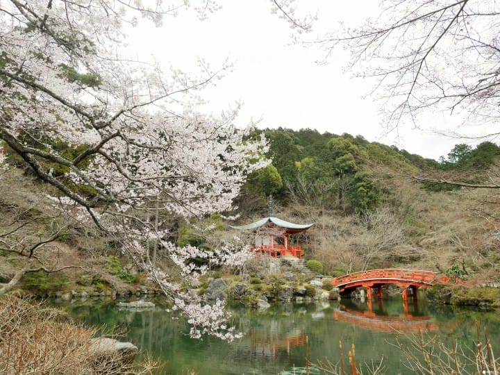 【京都賞櫻】豐臣秀吉的華麗謝幕,醍醐花見之「醍醐寺」