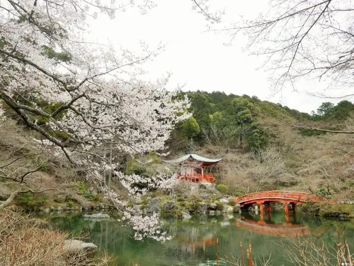 【京都賞櫻】豐臣秀吉的華麗謝幕，醍醐花見之「醍醐寺」