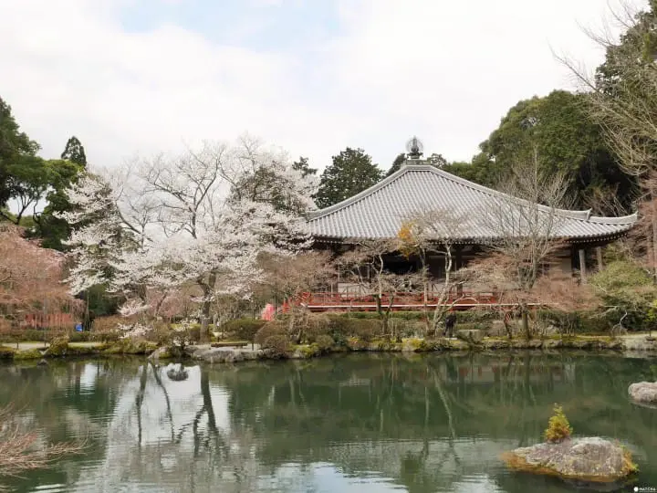 【京都賞櫻】豐臣秀吉的華麗謝幕，醍醐花見之「醍醐寺」