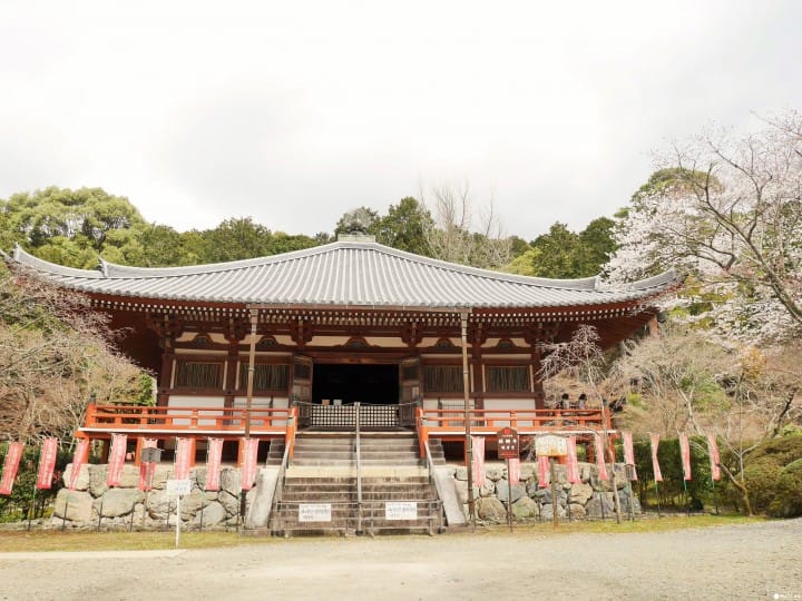 【京都賞櫻】豐臣秀吉的華麗謝幕,醍醐花見之「醍醐寺」