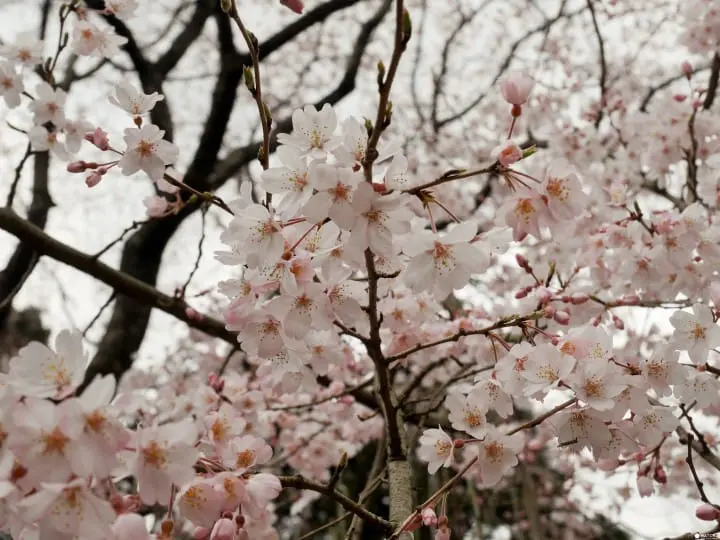 【京都賞櫻】豐臣秀吉的華麗謝幕，醍醐花見之「醍醐寺」