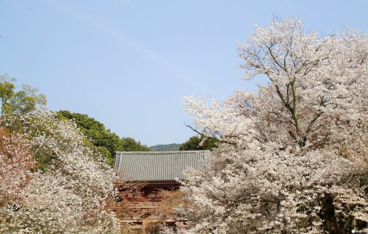 【京都賞櫻】豐臣秀吉的華麗謝幕,醍醐花見之「醍醐寺」
