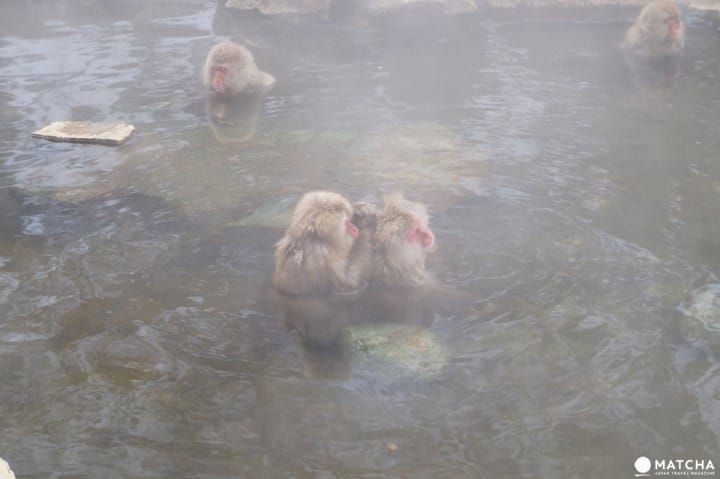 snowmonkey
