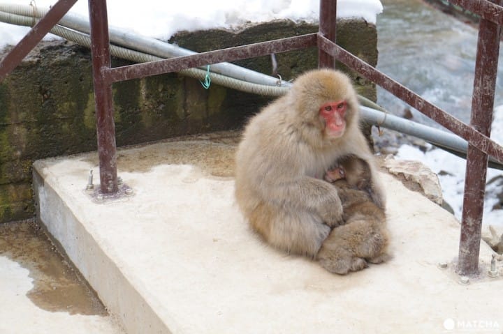 snowmonkey