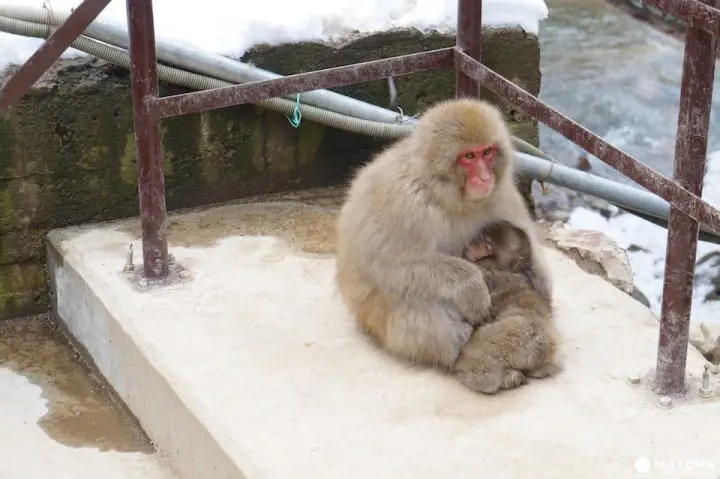 snowmonkey